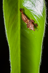 Hylicini