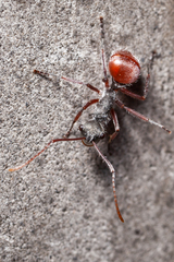 Polyrhachis bicolor
