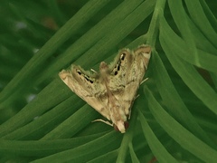 Eoparargyractis