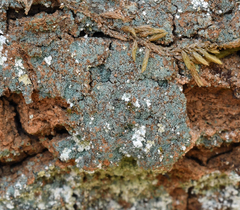 Leprocaulon adhaerens