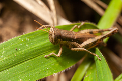 Pseudoxya
