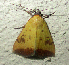 Phytometra subflavalis
