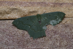 Episothalma robustaria