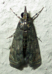 Noorda