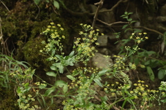 Bupleurum rischawii
