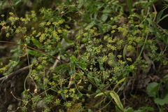 Bupleurum rischawii