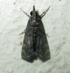 Noorda