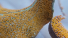 Puccinia magellanica