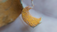 Puccinia magellanica