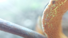 Puccinia magellanica