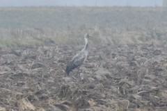 Grus grus × monacha