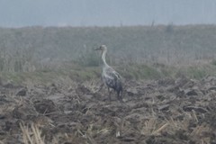 Grus grus × monacha