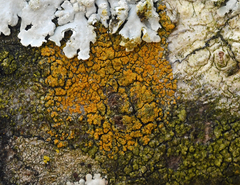 Caloplaca granularis