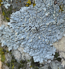 Physcia sorediosa
