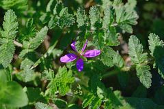 Erodium cicutarium cicutarium