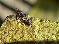 Pseudomyrmex haytianus