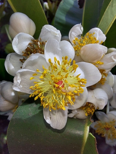 Calophyllum inophyllum
