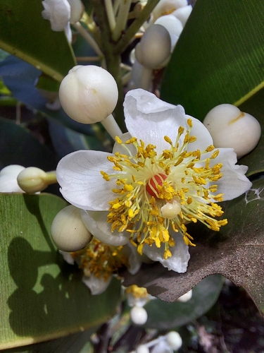 Calophyllum inophyllum