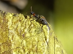 Pseudomyrmex haytianus