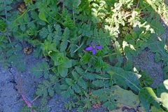 Erodium cicutarium cicutarium