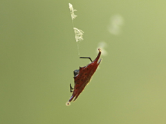 Gasteracantha falcicornis