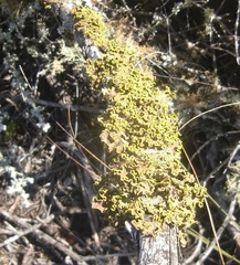 Crocodia