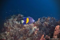 Pomacanthus maculosus