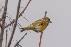 Chloris chloris