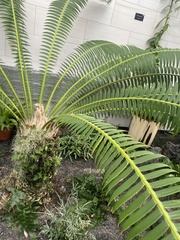 Dioon spinulosum