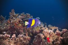 Pomacanthus maculosus