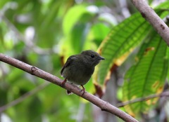 Pipridae
