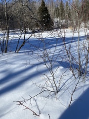 Crataegus macracantha