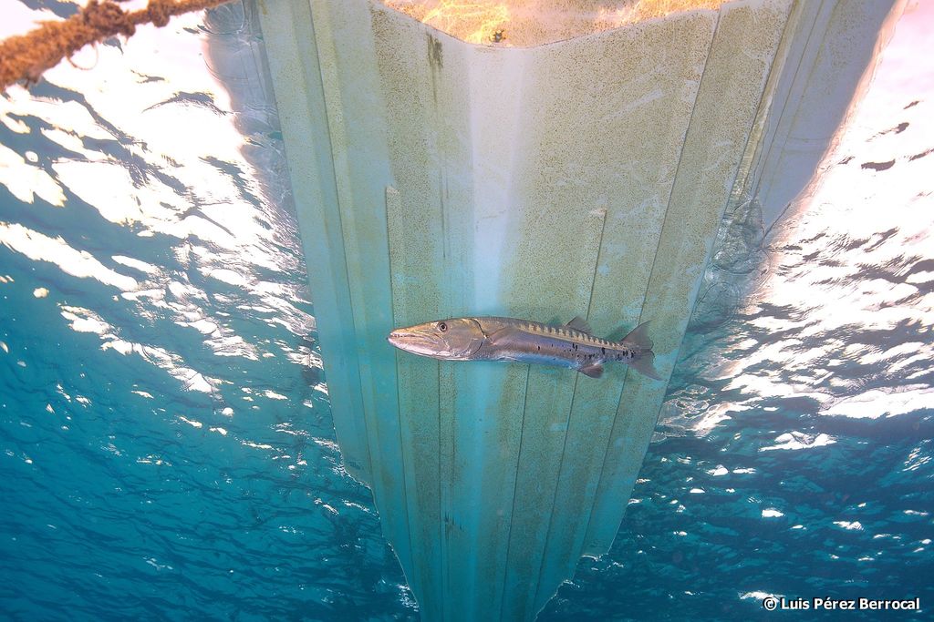 Great Barracuda (Sphyraena barracuda) Marine Life Identification