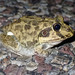 New Holland Frog - Photo (c) nhaass, some rights reserved (CC BY-NC)