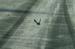 Plectrophenax nivalis