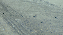 Plectrophenax nivalis