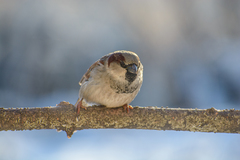 Passer domesticus