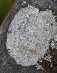Lecanora louisianae