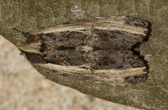 Spatalia sikkima