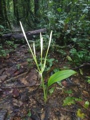 Hymenocallis tubiflora