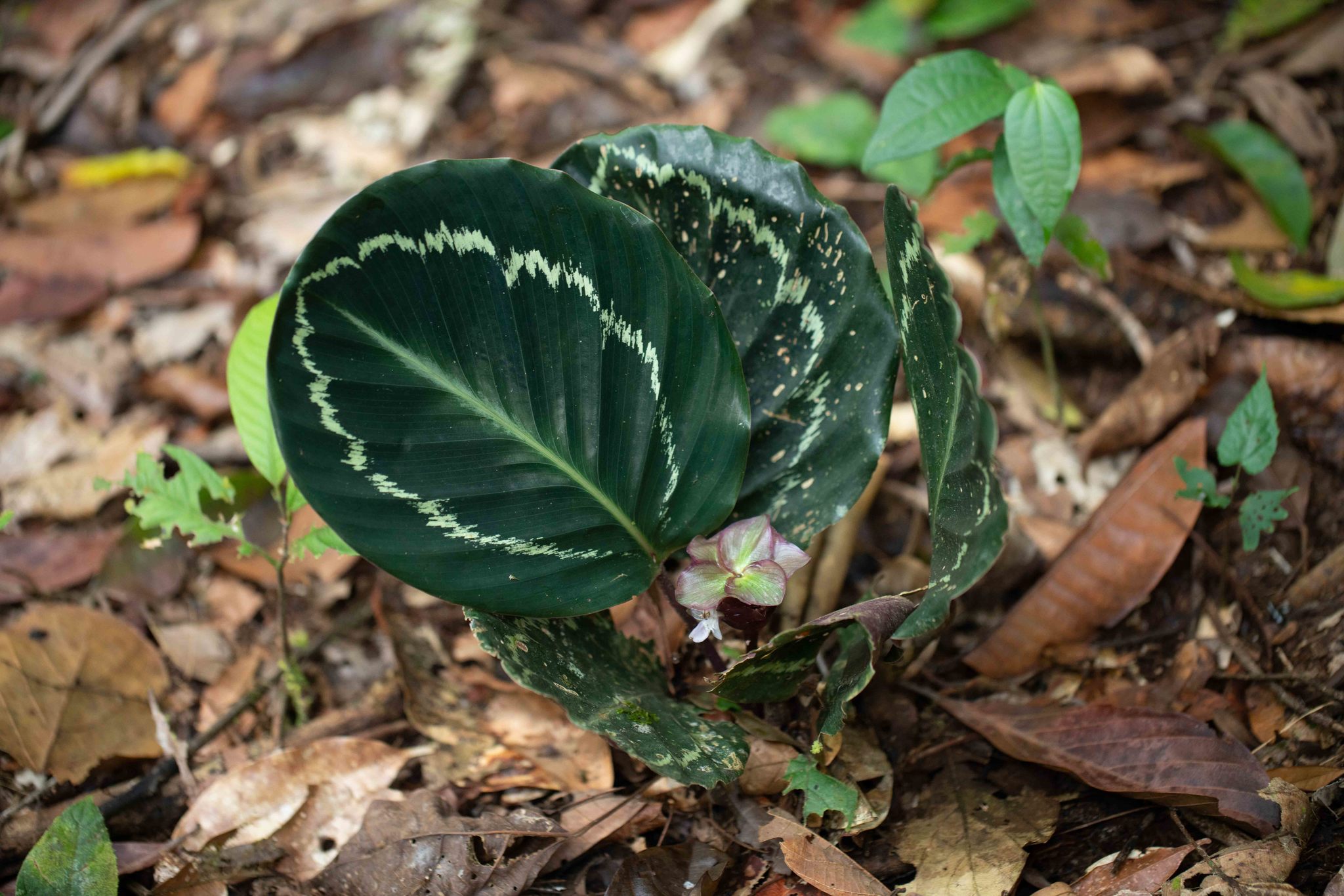 Imagem de Maranta