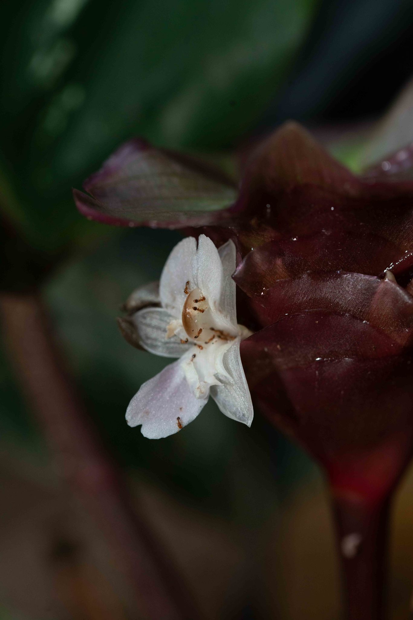 Imagem de Maranta
