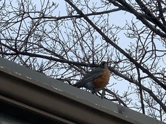 Turdus migratorius