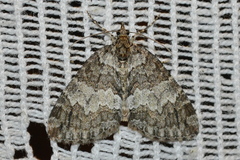 Hydriomena impluviata