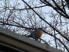 Turdus migratorius