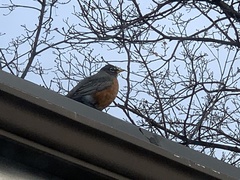 Turdus migratorius