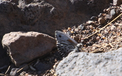 Argyrophorus argenteus
