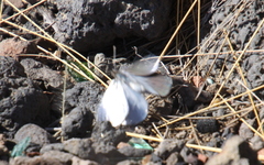 Argyrophorus argenteus