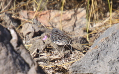 Argyrophorus argenteus