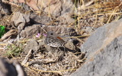 Argyrophorus argenteus